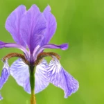 FLower Back 2 Ani