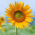 FLower Essece Socitey Flower Pic 150x150